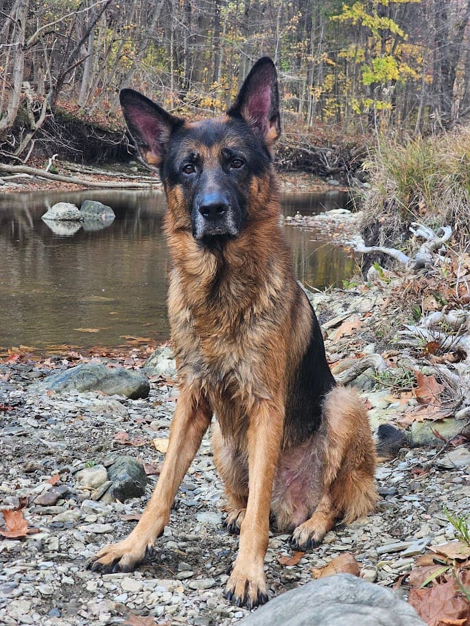 Fierce dog with intense stare